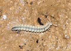 Brachydesmus inferus