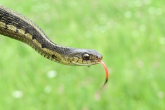 Thamnophis sirtalis semifasciatus
