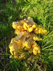 Laetiporus sulphureus