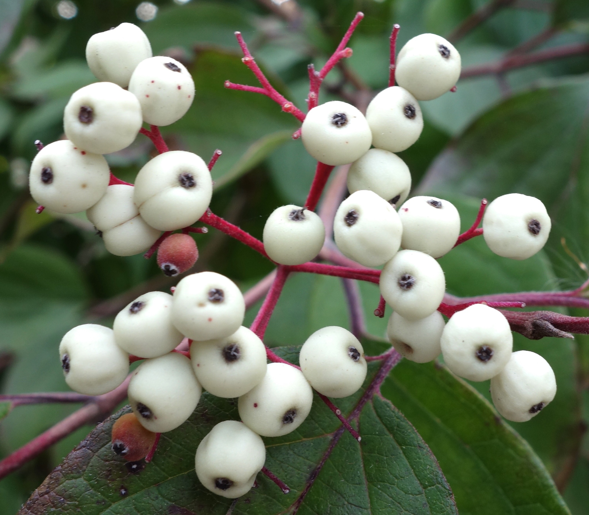Cornus drummondii