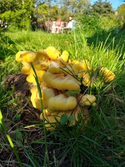 Laetiporus sulphureus