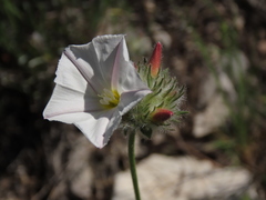 Convolvulus lanuginosus