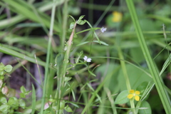 Stylidium alsinoides