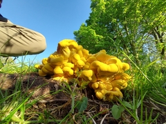 Laetiporus sulphureus