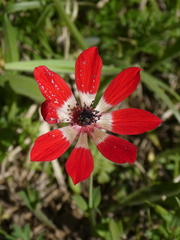 Anemone coronaria
