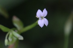 Stylidium alsinoides