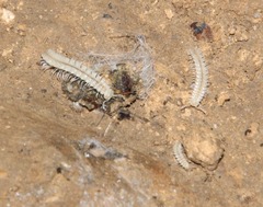 Brachydesmus inferus
