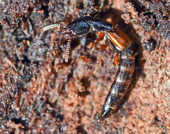 Nudobius lentus
