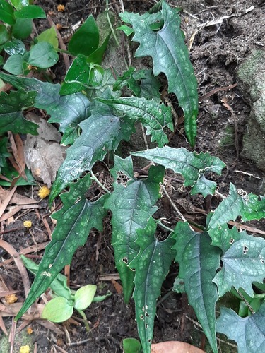 Trichosanthes homophylla iNat (3)