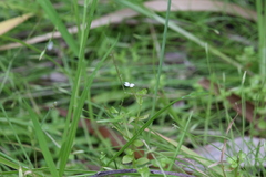 Stylidium alsinoides