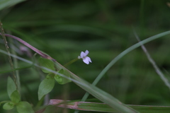 Stylidium alsinoides