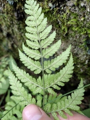 Dryopteris sparsa