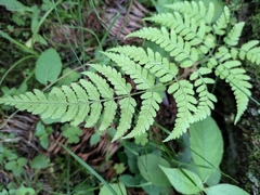 Dryopteris sparsa