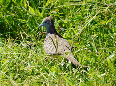 Geopelia striata