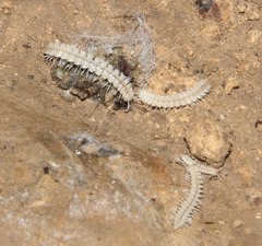 Brachydesmus inferus