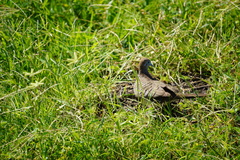 Geopelia striata