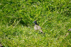 Geopelia striata