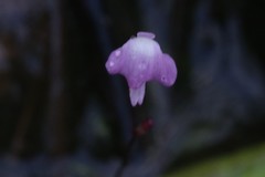 Utricularia minutissima