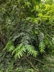 Taxus mairei