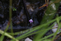 Utricularia minutissima