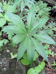 Arisaema erubescens