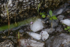 Utricularia minutissima