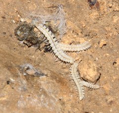 Brachydesmus inferus