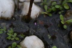 Utricularia minutissima