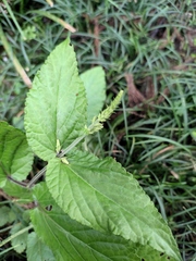 Salvia japonica