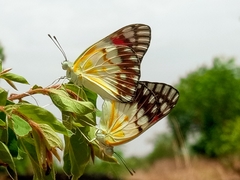 Colotis celimene sudanicus