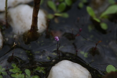 Utricularia minutissima