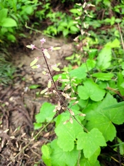 Tiarella polyphylla