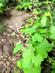 Tiarella polyphylla