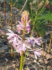 Dipodium campanulatum