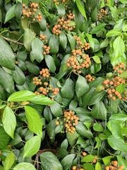 Hedera nepalensis