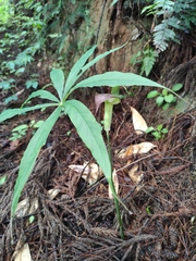 Arisaema erubescens