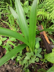 Hippeastrum striatum