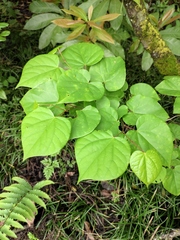 Cercis chinensis