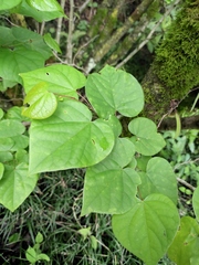 Cercis chinensis