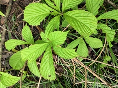 Parthenocissus laetevirens
