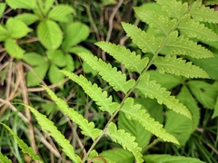 Microlepia marginata
