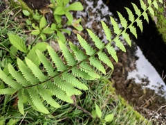 Microlepia marginata