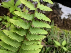Microlepia marginata
