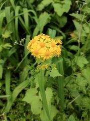 Sinosenecio oldhamianus