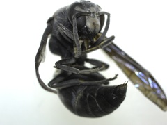 Indodynerus capitatus