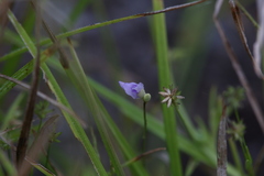Utricularia caerulea