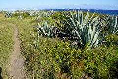 Agave americana image