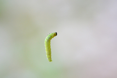 Tortrix viridana