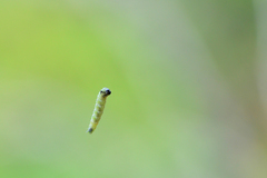 Tortrix viridana