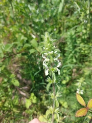 Stachys ocymastrum